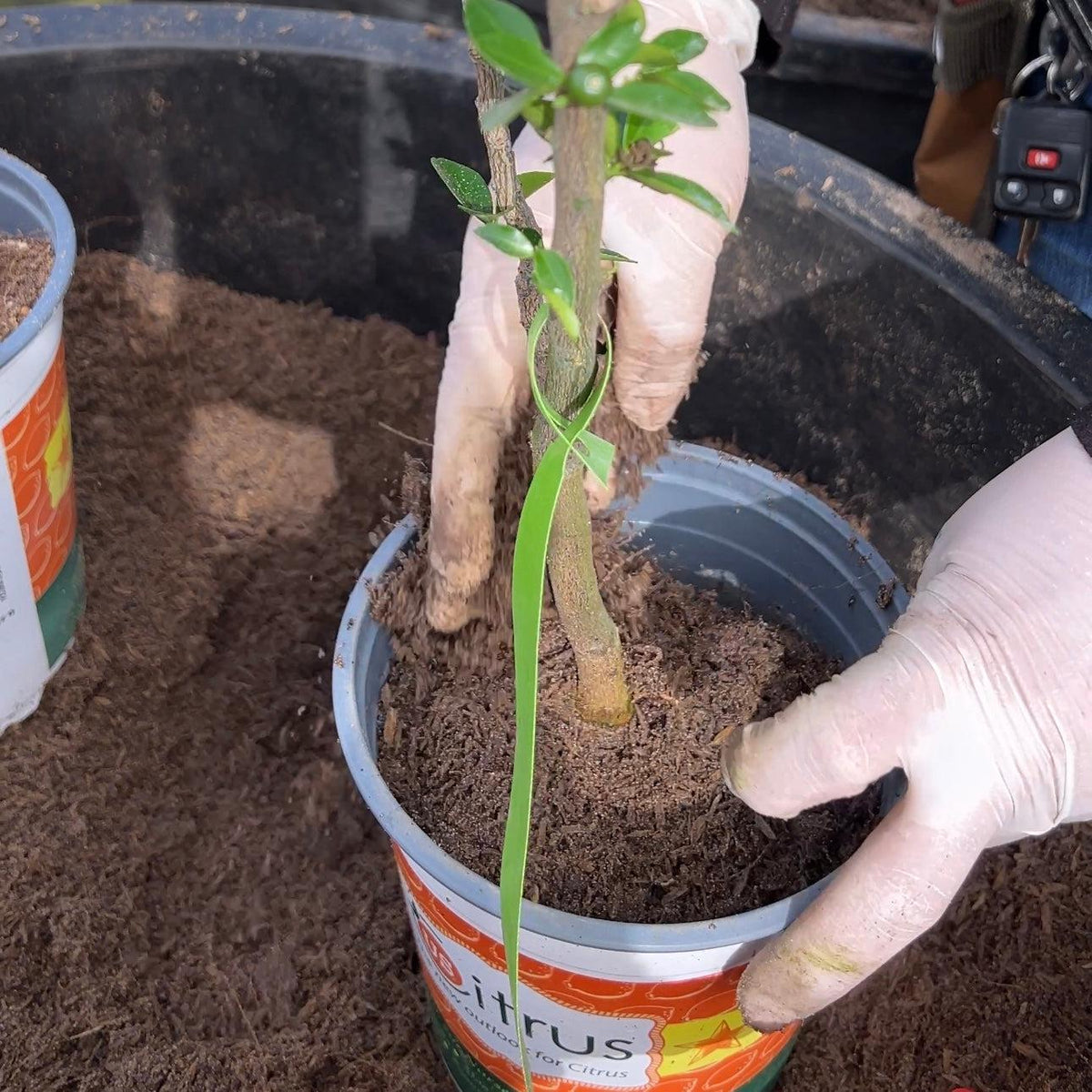 High-Performance Mineral-Based Soil for Enhanced Root Growth