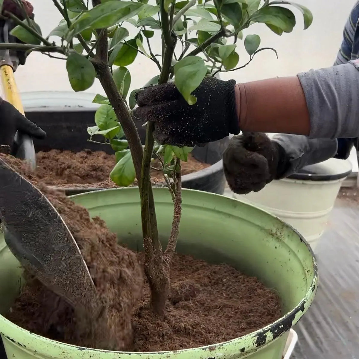 High-Performance Mineral-Based Soil for Enhanced Root Growth