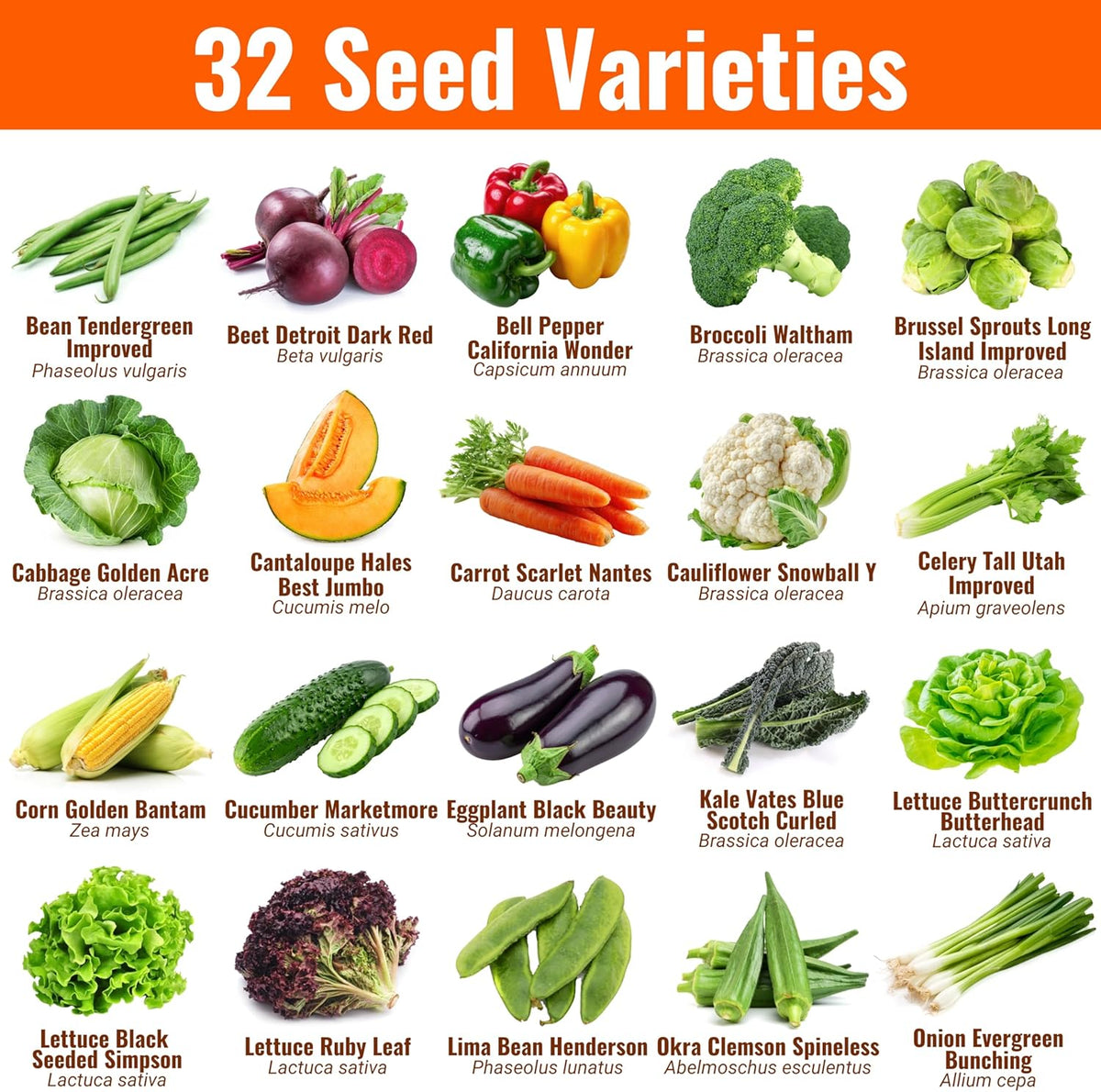 Non-GMO Vegetable and Fruit Seed Collection - 32 Variety Packs with Over 15,000 Seeds
