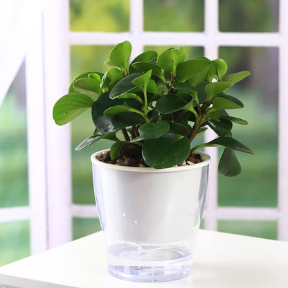 Set of 3 Large 7-Inch Clear Self-Watering Planters for Indoor Plants, Herbs, and Orchids - Perfect for African Violets and Ocean Spider Plants