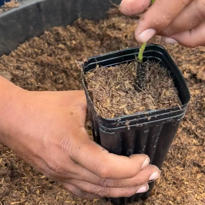 High-Performance Mineral-Based Soil for Enhanced Root Growth